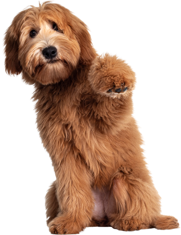 Pretty Labradoodle / Cobberdog on Transparent